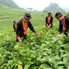 越南贫困户日益减少
